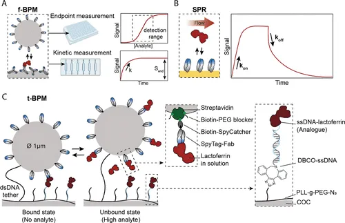 AMF-Publication_Protein_Sensor_2