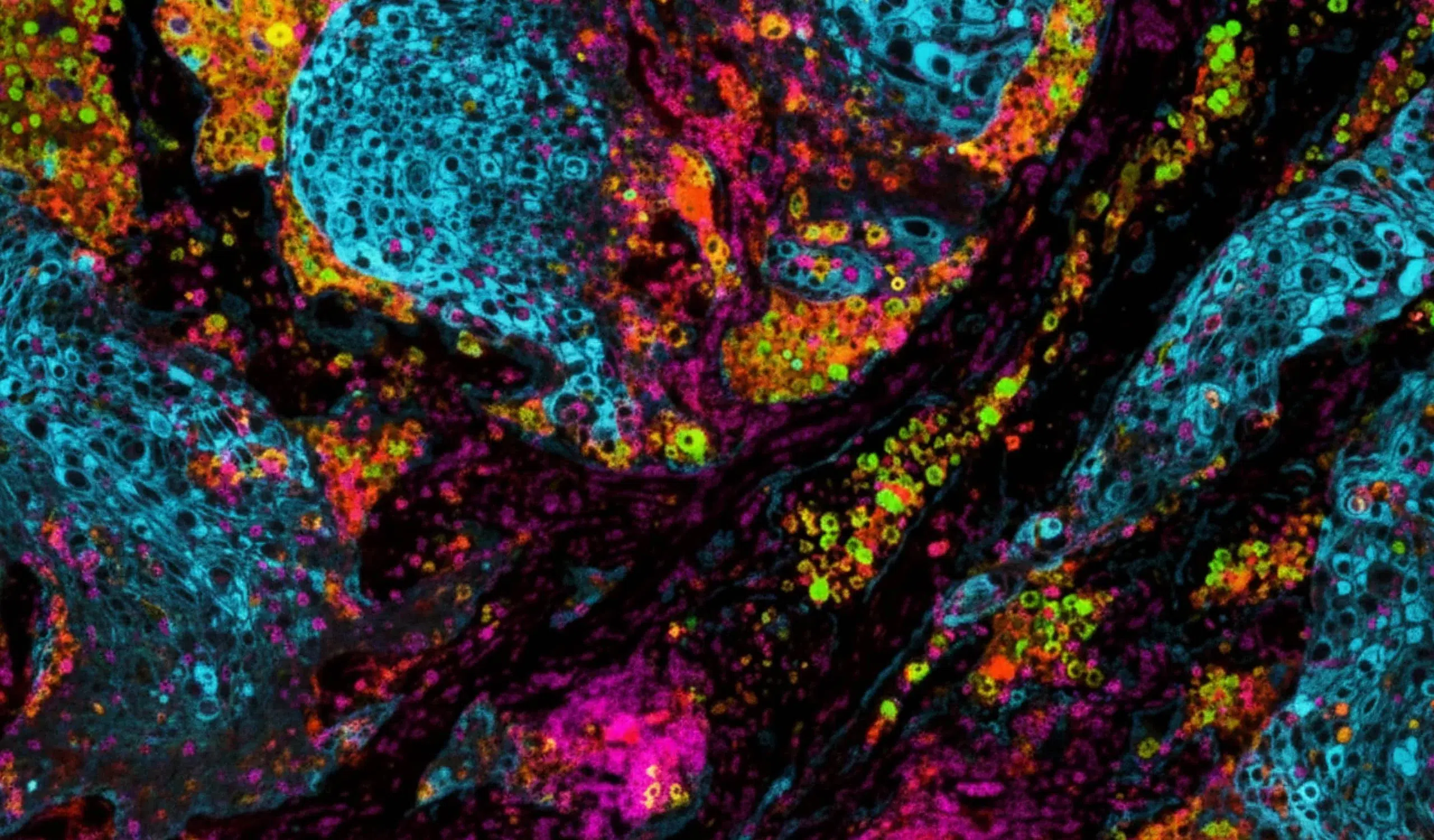 AMF - Market Applications - Spatial Biology - 1