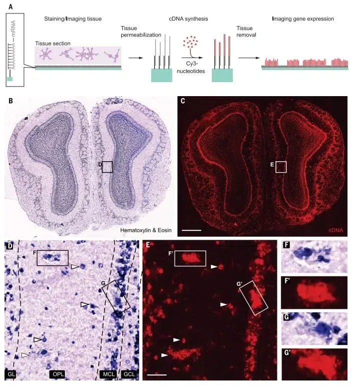 AMF - Market Applications - Spatial Biology - 2