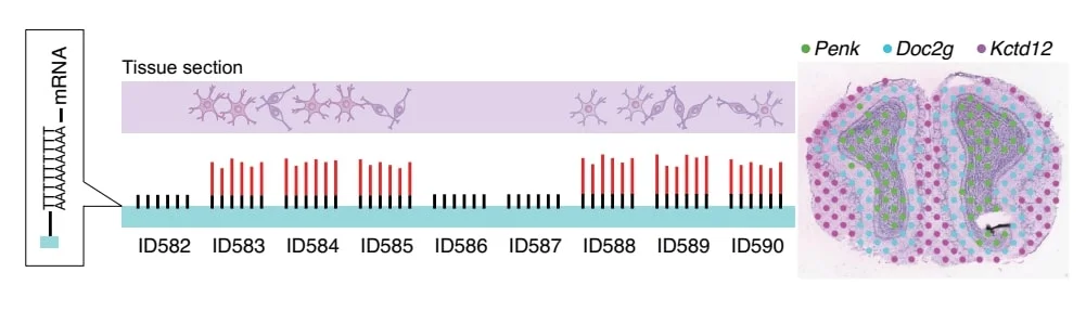AMF - Market Applications - Spatial Biology - 3