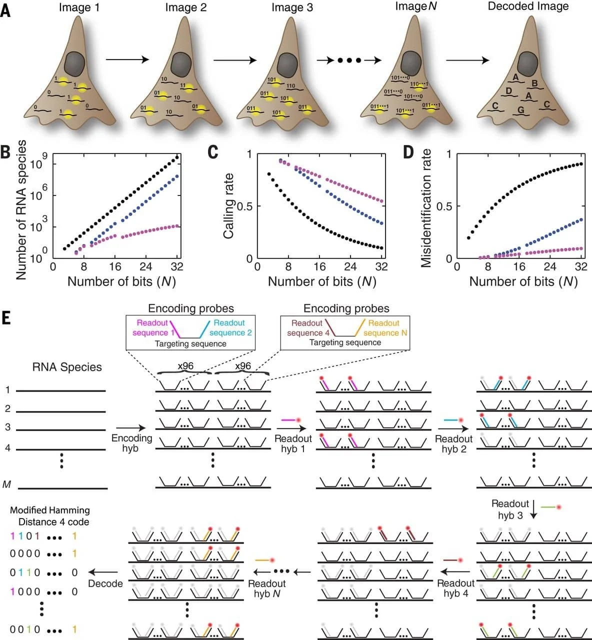 AMF - Market Applications - Spatial Biology - 4
