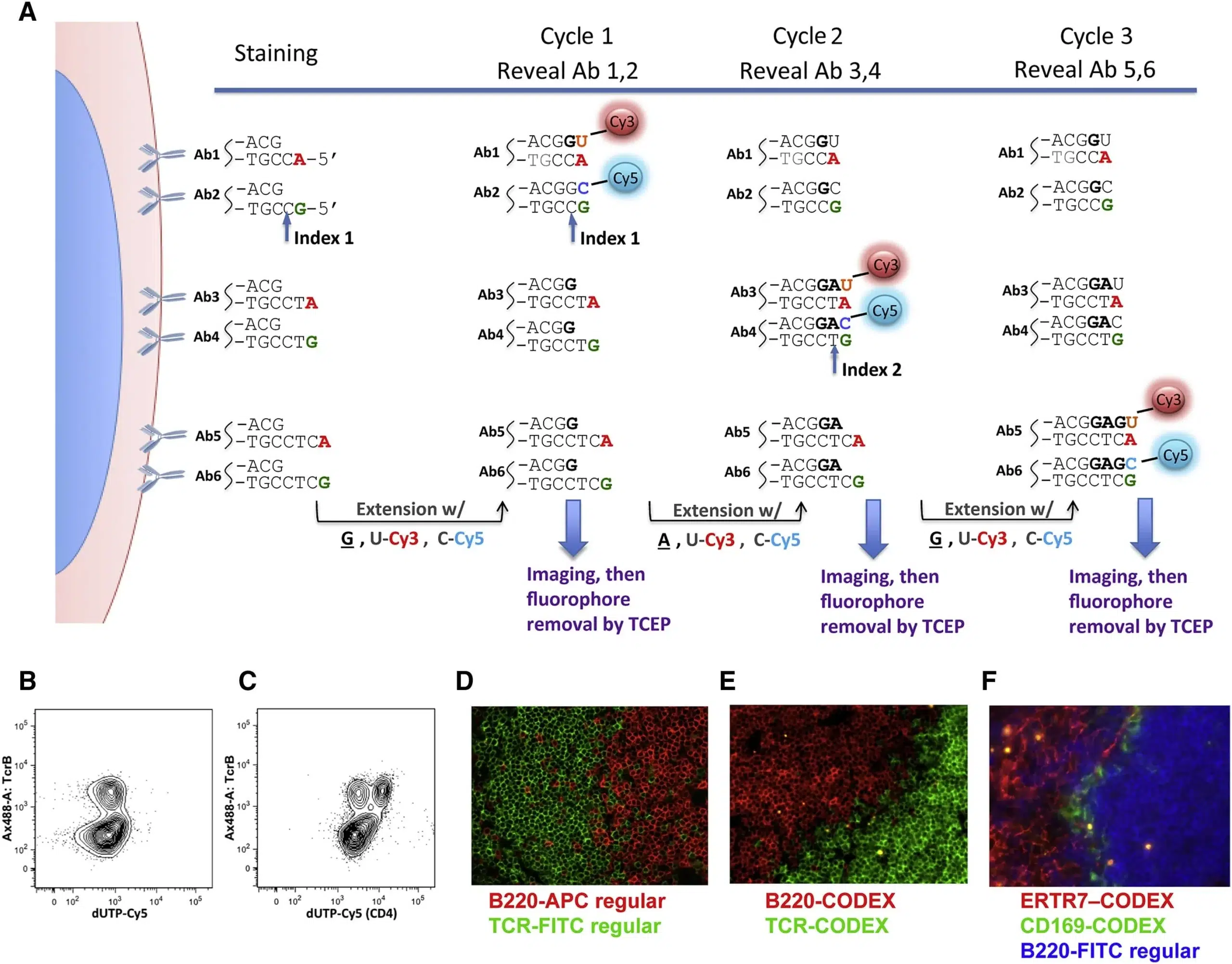 AMF - Market Applications - Spatial Biology - 5