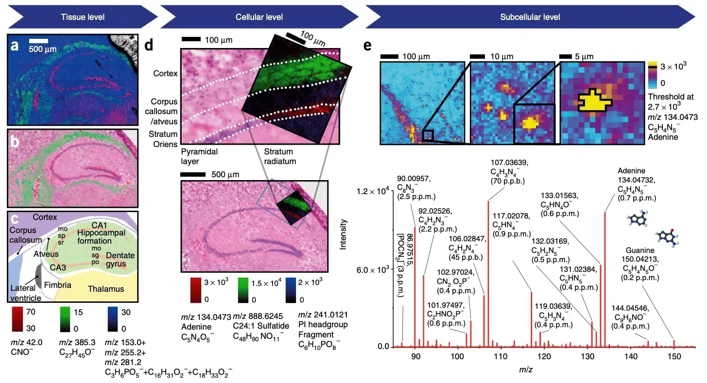 AMF - Market Applications - Spatial Biology - 6
