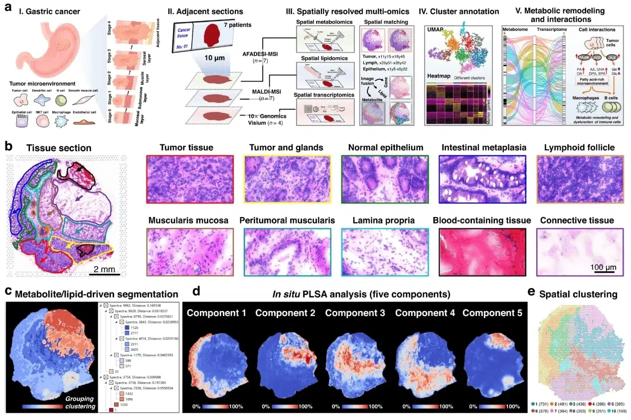 AMF - Market Applications - Spatial Biology - 7