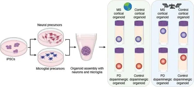 AMF - Customer case - ALATYR - 4 - brain-cells-remain-hea