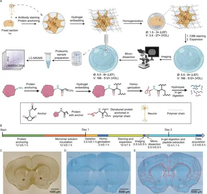 Spatial Proteomics workflow with microfluidic precision