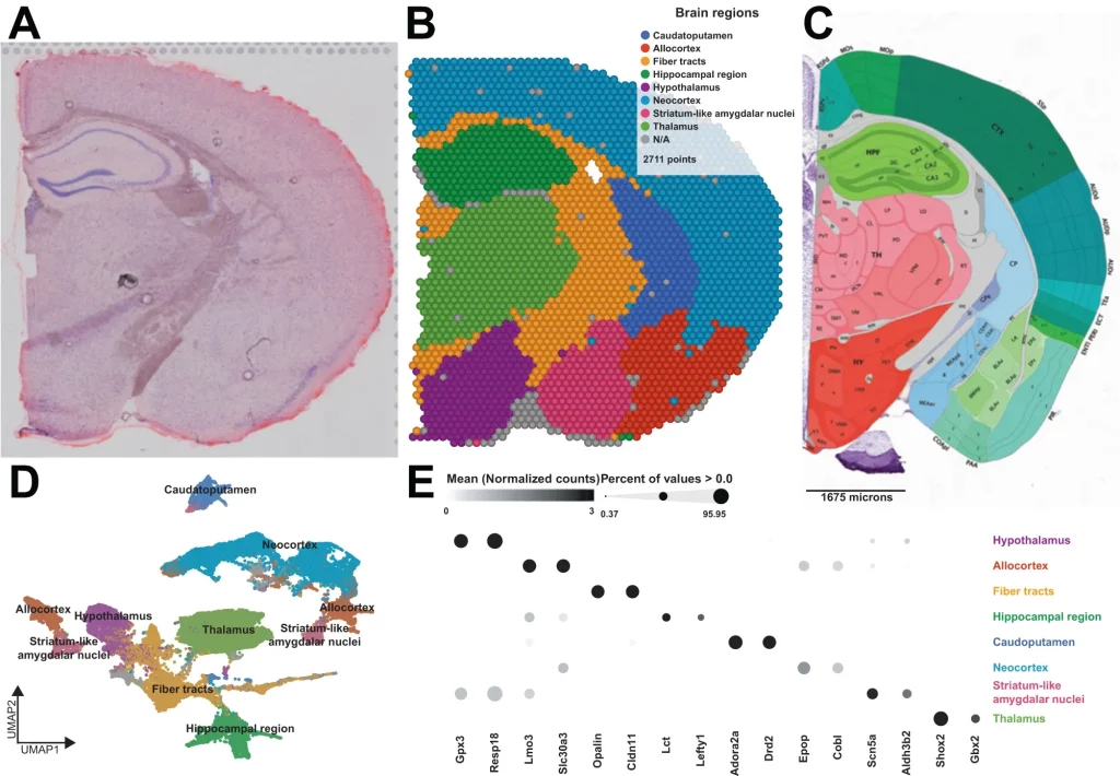 AMF - Market Applications - Spatial Transcriptomics - 2