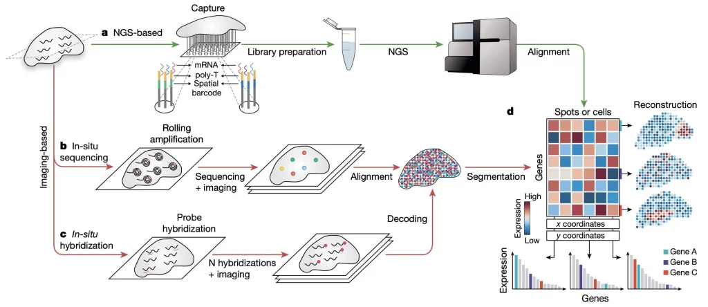 Microfluidics for Spatial Transcriptomics Workflow Guide