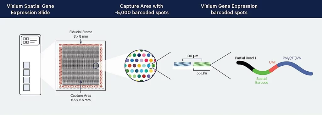Microfluidics for Spatial Transcriptomics Workflow Guide