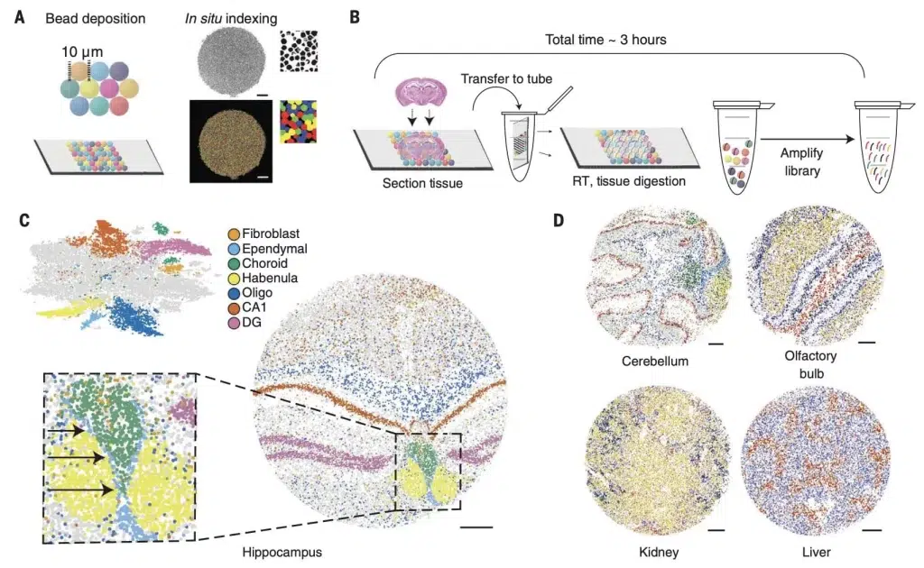 Microfluidics for Spatial Transcriptomics Workflow Guide