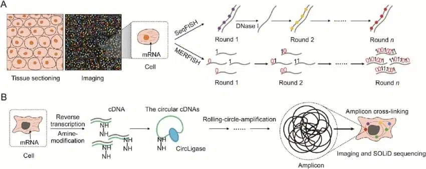 Microfluidics for Spatial Transcriptomics Workflow Guide
